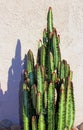 African milk tree, Euphorbia trigona