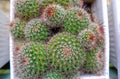 Cactus Plant Type Ownroot Lening Cluster, Round Shape And Fine White Thorns