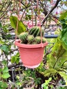 Cactus is a plant that is very easy to care for without special plant care