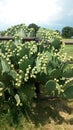 Cactus plant