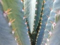 This is a cactus plant or what is already popular. This is a cactus plant or Cereus repandus which has thorns