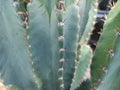 This is a cactus plant or what is already popular. This is a cactus plant or Cereus repandus