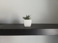 Cactus plant in white pot. Potted cactus house plant on black wooden shelf against pastel white wall. Cactus banner. Royalty Free Stock Photo