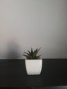 Cactus plant in white pot. Potted cactus house plant on black wooden shelf against pastel white wall. Cactus banner. Royalty Free Stock Photo