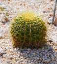 Cactus plant with white stoney and rock surface