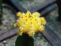 Cactus Plant, Yellow Cactus Flower Wallpaper - Image Royalty Free Stock Photo