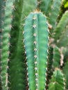 Cactus Plantae at Garden