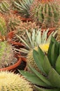 Cactus plantation