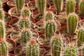 Cactus plantation