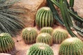 Cactus plantation in the botanical garden