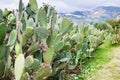 Cactus plantation in garden in Sicily