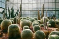 Cactus planted botanical garden Dark tones and vintage