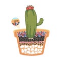 Cactus planted in pots with colorful gravel in side view cut in half to reveal the composition