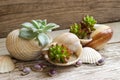 Cactus planted in a seashells. Nature background. Royalty Free Stock Photo