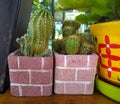 Cactus planted in square pots put on wooden table.