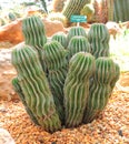 Cactus plants Royalty Free Stock Photo