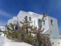 Cactus plants against white Greek Islands style architecture under blue sky, Santorini Island Royalty Free Stock Photo