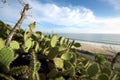 Cactus plants along California Beach