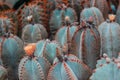 Cactus plants or Astrophytum asterias is a species of cactus plant in the genus Astrophytum at cactus farm. Nature Green Cactus Royalty Free Stock Photo