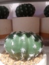 Cactus plants are believed to be able to absorb and ward off negative energy around them