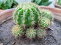 Cactus plants in a big pot. Royalty Free Stock Photo