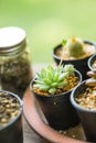 Cactus plants in black pot home garden Royalty Free Stock Photo