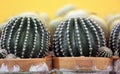 Cactus plants in ceramic pots