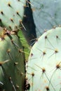 Cactus plants close up in a succulent garden Royalty Free Stock Photo