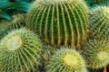 Cactus Plants Royalty Free Stock Photo