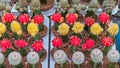 Cactus Plants Royalty Free Stock Photo