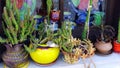 Cactus Plants in Colourful Pots, Greek Island