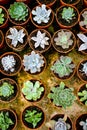 Cactus plants come in a number of varieties and shapes. Royalty Free Stock Photo