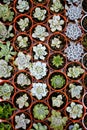 Cactus plants come in a number of varieties and shapes. Royalty Free Stock Photo