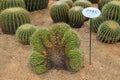 Cactus plants Echinocactus