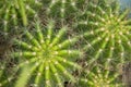 Cactus plants family cactaceae