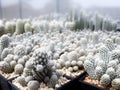 Cactus plants farm field selective focus Royalty Free Stock Photo