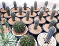 Cactus plants farm field selective focus Royalty Free Stock Photo
