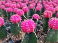 Cactus plants farm field selective focus Royalty Free Stock Photo