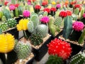 Cactus plants farm field selective focus Royalty Free Stock Photo