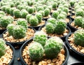 Cactus plants farm field selective focus Royalty Free Stock Photo