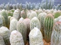 Cactus plants farm field selective focus Royalty Free Stock Photo