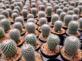 Cactus plants farm field selective focus Royalty Free Stock Photo