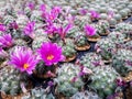 Cactus plants farm field selective focus Royalty Free Stock Photo