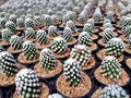 Cactus plants farm field selective focus Royalty Free Stock Photo