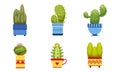 Cactus Plants in Flower Pots Set, Potted Cactuses and Succulents Houseplants Vector Illustration Royalty Free Stock Photo