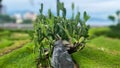 cactus plants in the garden, with blurry background conditions. Royalty Free Stock Photo