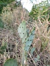 Cactus plants green fresh and morning, special gardening plant of cactus,