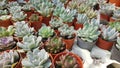 Cactus plants grow in plastic pots placed in the garden