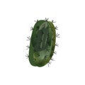 Cactus. Plants for the home. Floriculture. Desert flora. Isolated watercolor illustration on white background. Clipart.