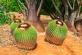 Cactus plants in Koko Crater Botanical Garden on Oahu Island in Hawaii Royalty Free Stock Photo